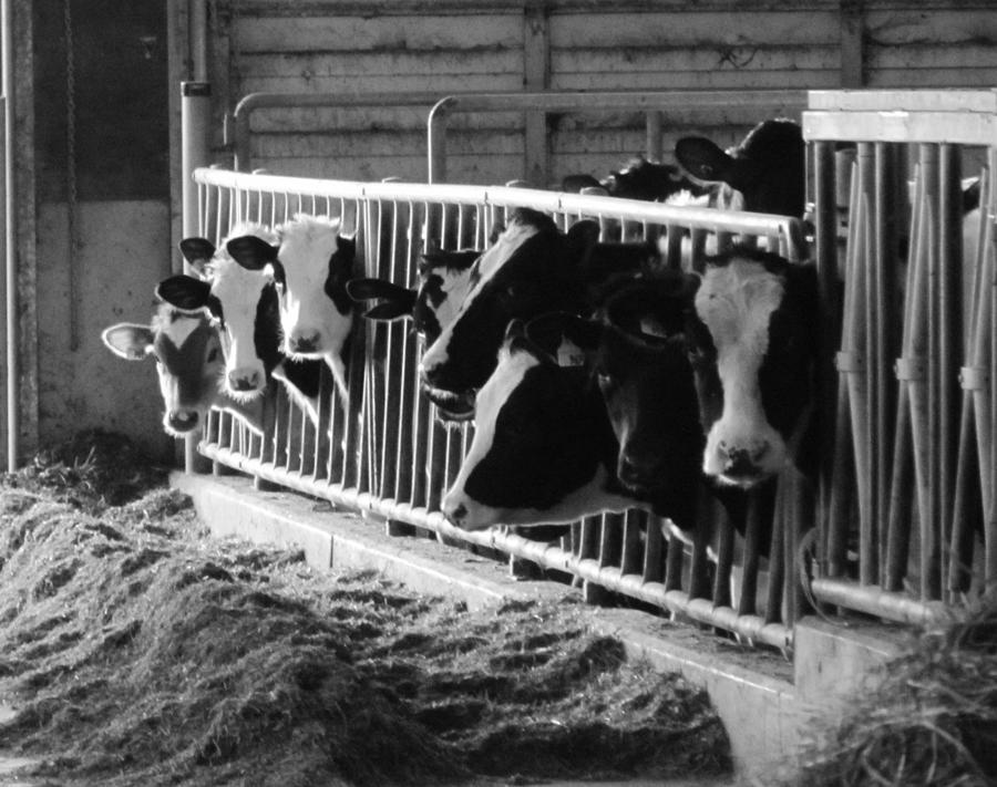 Holsteins Photograph by Meagan  Visser