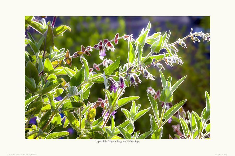 Lepechinia fragrans - Pitcher Sage Photograph by Saxon Holt