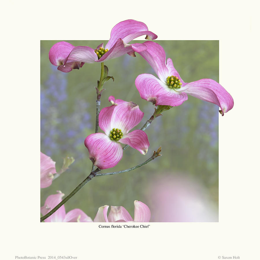 Flowering Dogwood - Cherokee Chief Photograph by Saxon Holt