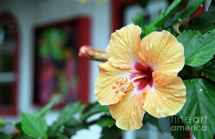 Holualoa Hibiscus Photograph by James B Toy