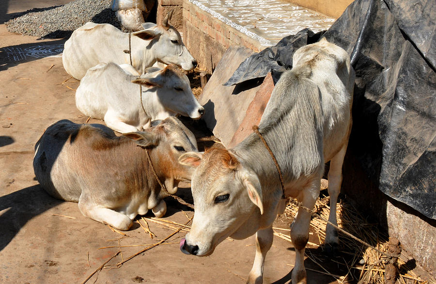Cow Photograph - Holy Cows Odisha India by Diane Lent