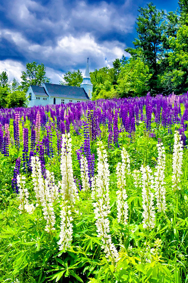 Holy Lupines Photograph by Greg Fortier