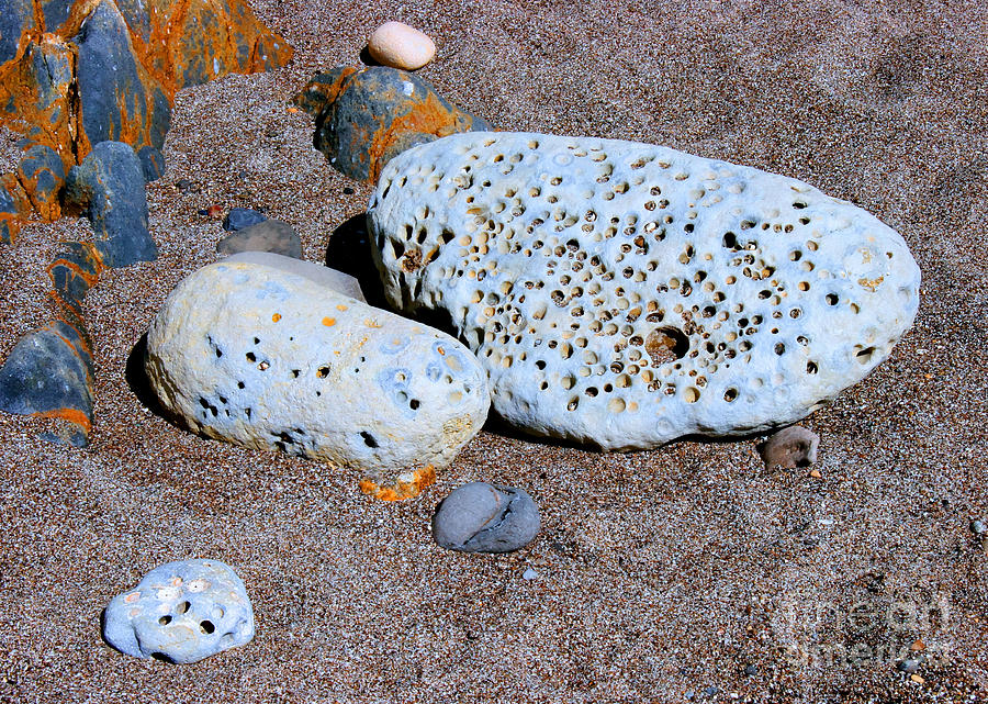 Holy Rock Family Pismo Beach California Photograph by Tap On Photo