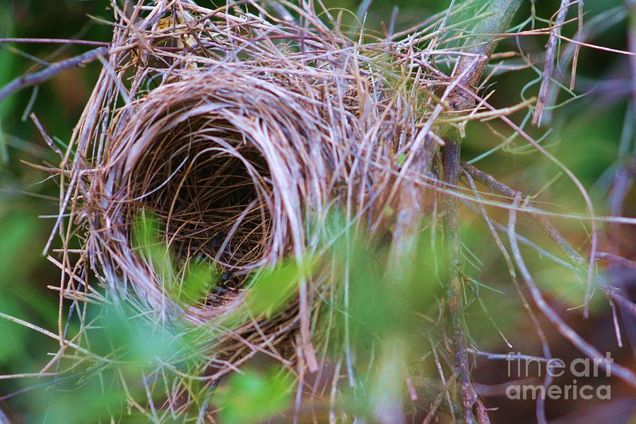 Nature Photograph - Home by Chuck Hicks