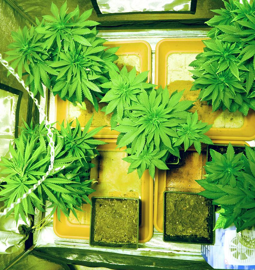 Home Grown Cannabis Plants. Photograph by Photostock-israel
