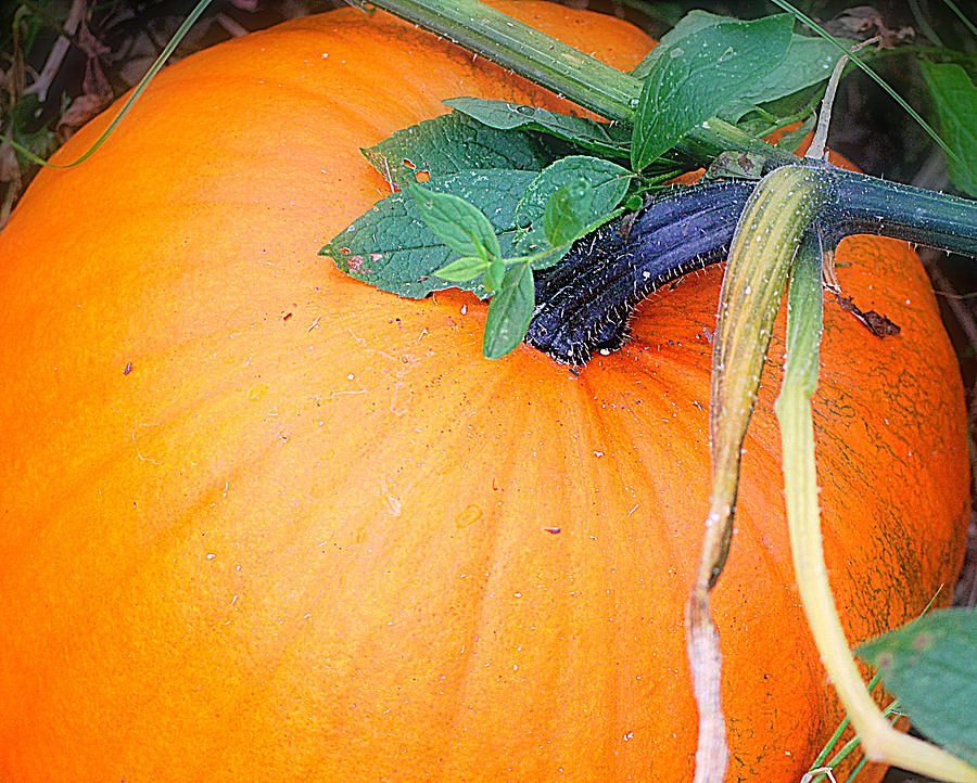Pumpkin Photograph - Home Grown by Mary Beth Landis