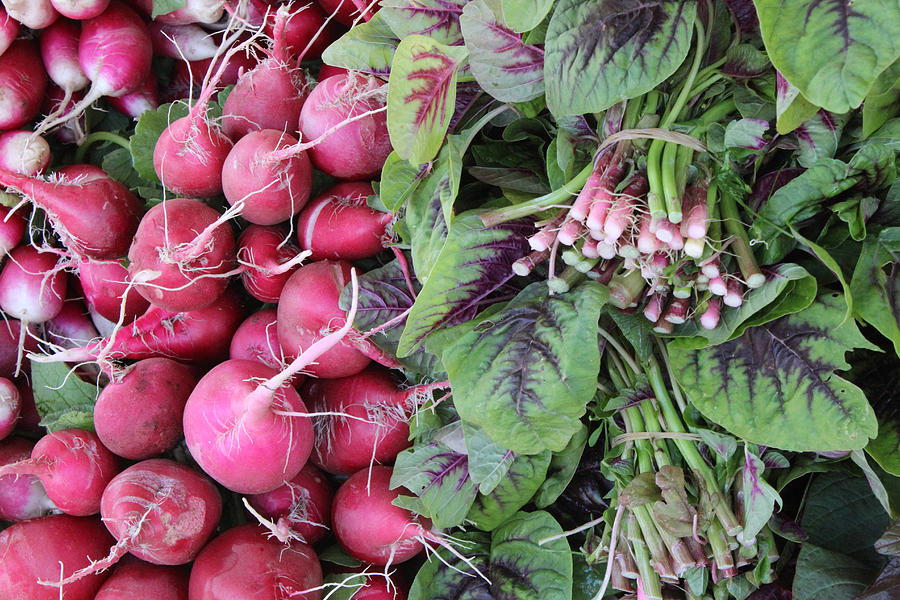 Home-Grown Radishes Photograph by Lena Wilhite