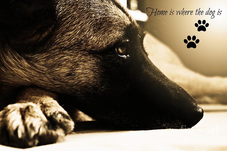Home is Where The Dog Is Photograph by Clare Bevan