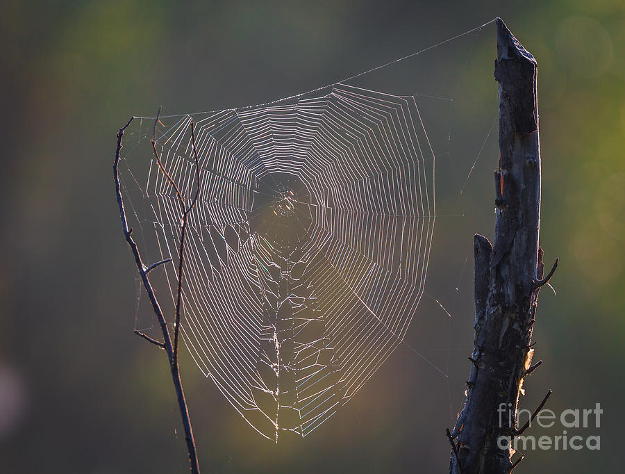 Spider Photograph - Home Is Where You Make It  by Mitch Shindelbower