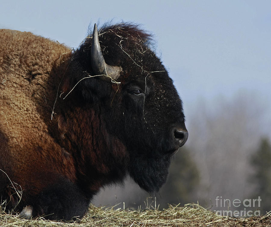 Bison Photograph - Home on the Range Bison by Inspired Nature Photography Fine Art Photography