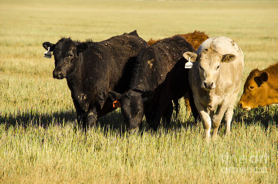 Home on the Range Cows in Amarillo Texas Photograph by Deborah Smolinske