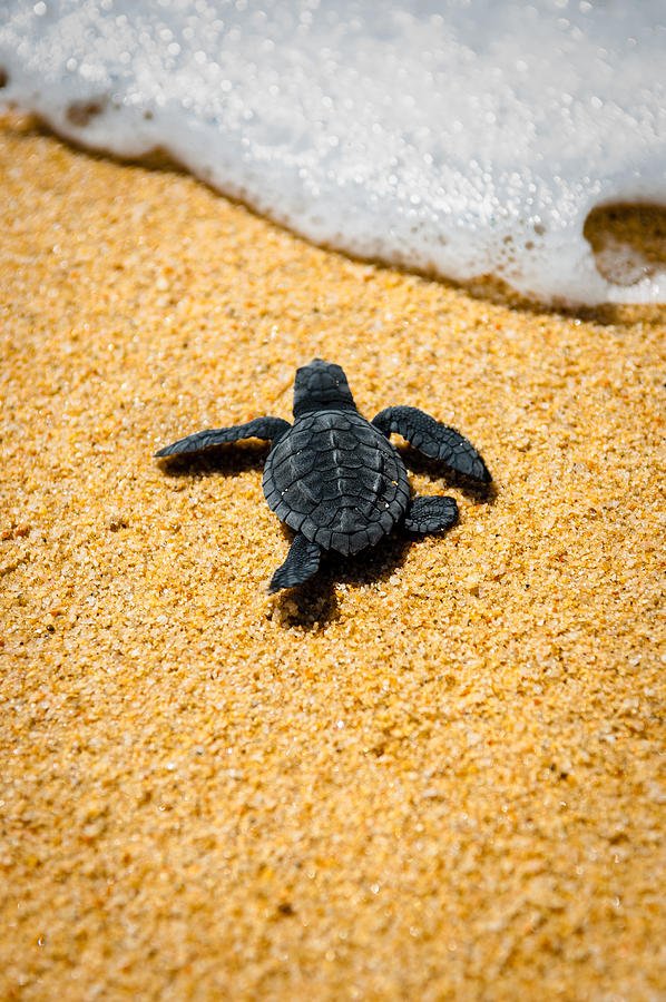 Turtle Photograph - Home by Sebastian Musial