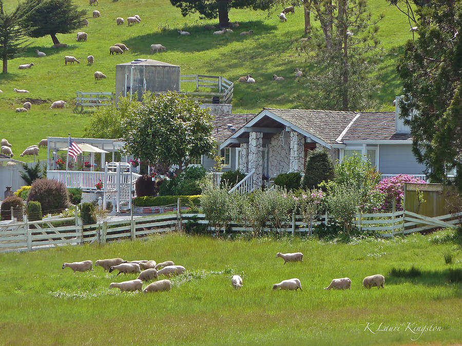 Home Sheep Home Photograph by K L Kingston