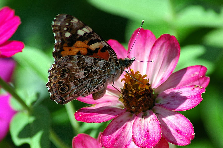 Butterfly Photograph - Home Sweet Home 3 by David Weeks