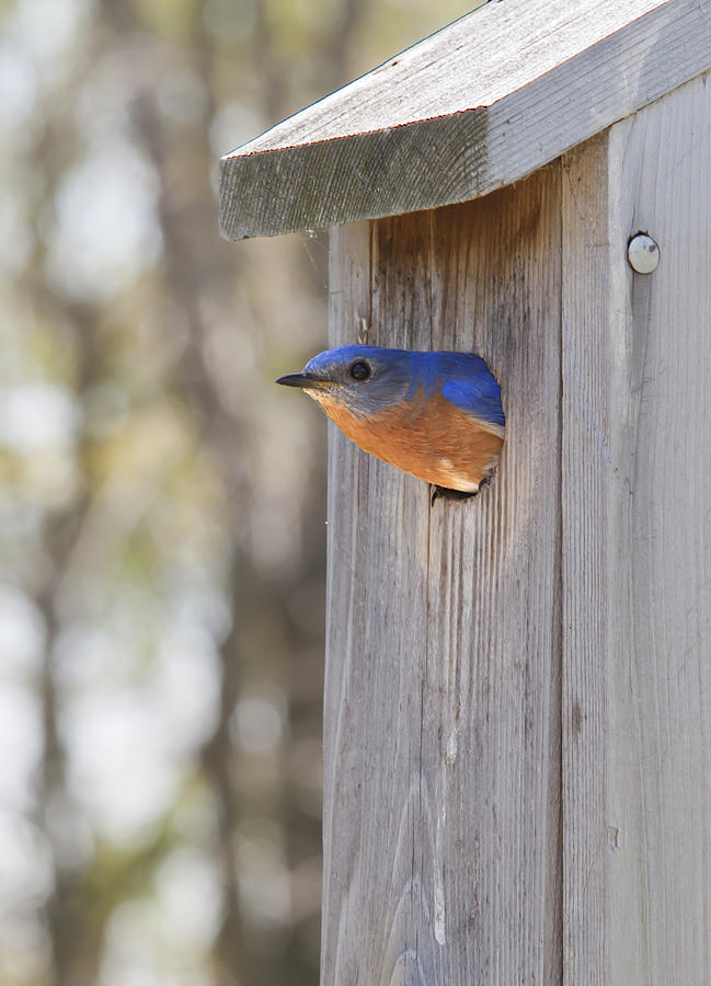 Bluebird Photograph - Home Sweet Home by John Crothers