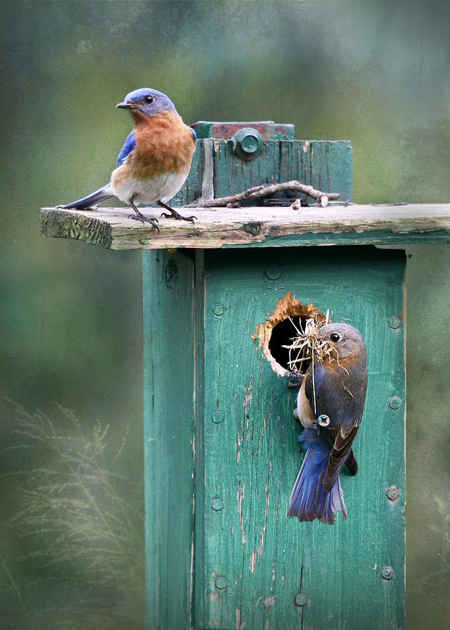 Bird Photograph - Home Sweet Home by Lori Deiter