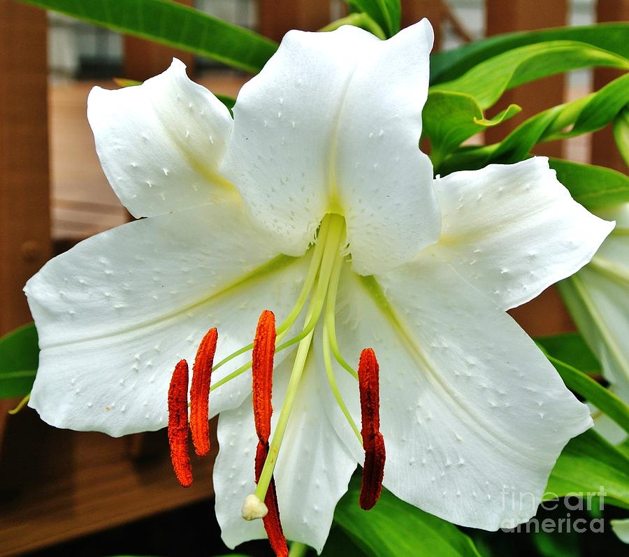 Digital Photograph - Homegrown Acascia Lily by Marsha Heiken