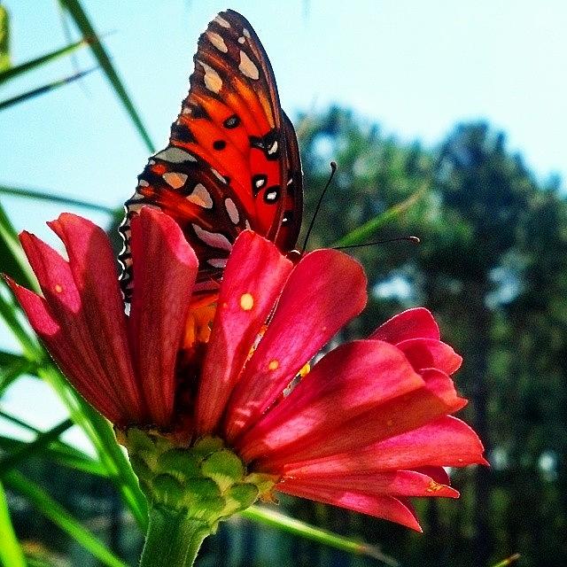 Butterfly Photograph - Homegrown #zinnia #nuc_member by Tyson Kinnison