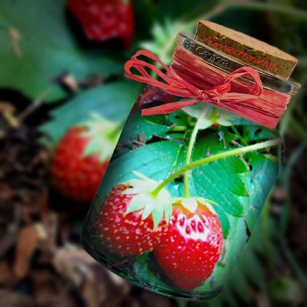 Strawberry Photograph - Homemade Goodness and a Lot of Love by Anna Porter