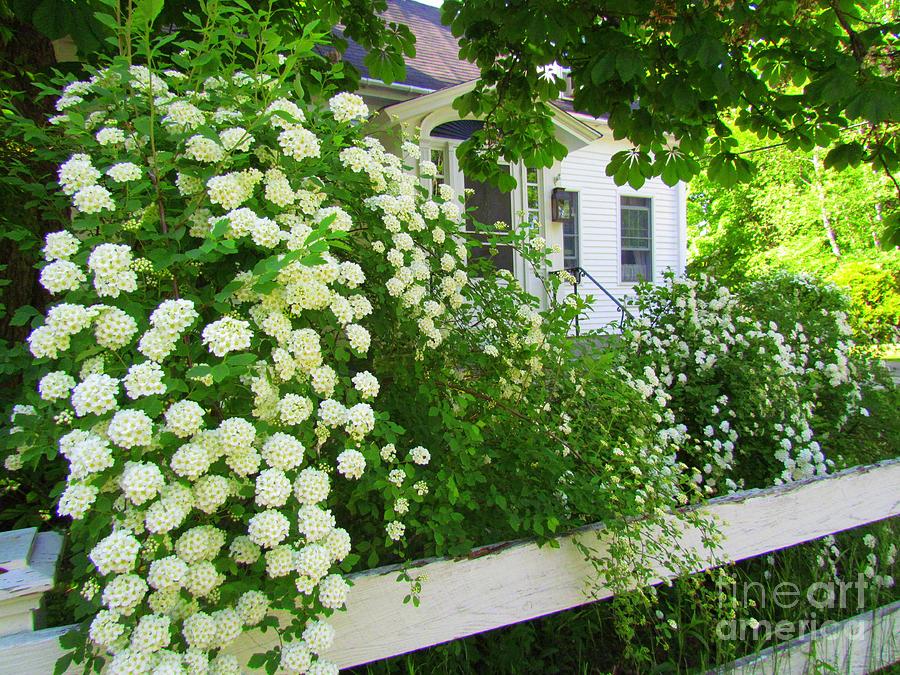 Homestead Bridal Wreath Photograph by Elizabeth Dow - Fine Art America