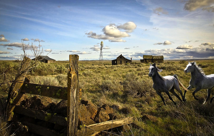 Homestead Horses Color Photograph by Steve McKinzie