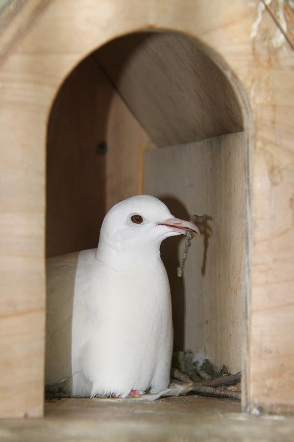 Home Sweet Home... Homing pigeon in her nest box Photograph by Andrea Lazar