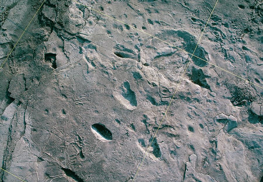 Hominid And Elephant Footprints Photograph by John Reader/science Photo Library
