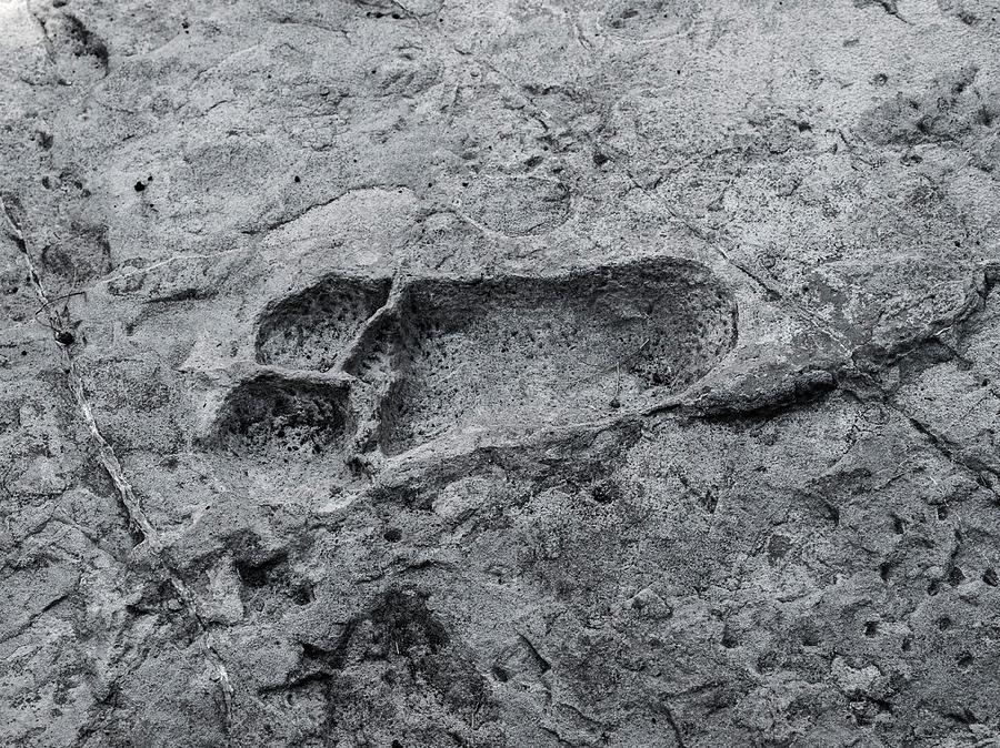 Hominid Footprint Photograph by Javier Trueba/msf/science Photo Library