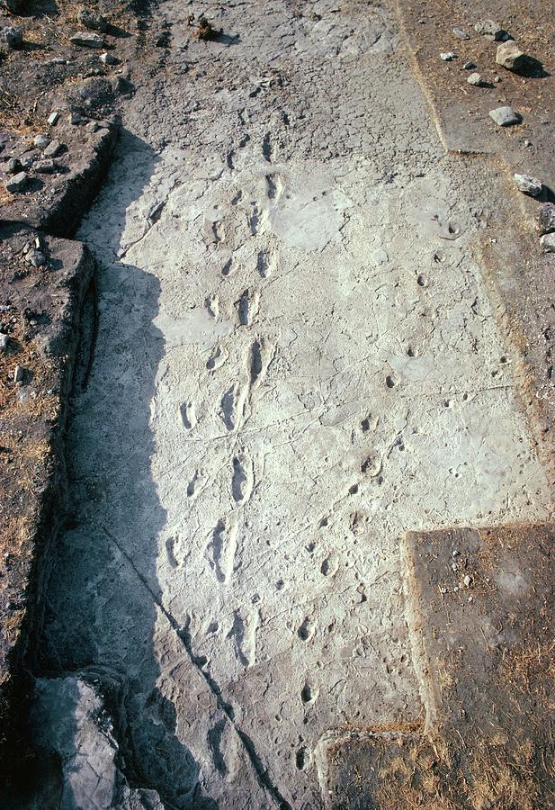 Prehistoric Photograph - Hominid Footprints by John Reader/science Photo Library