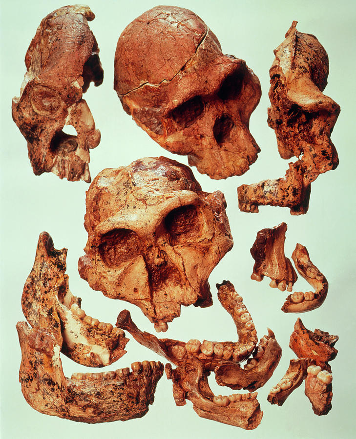 Hominid Fossil Skulls Of Australopithecine Group Photograph by John Reader/science Photo Library