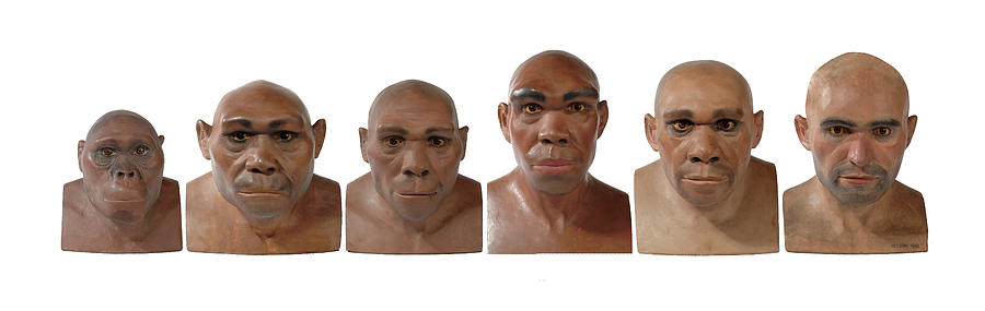 Hominid Reconstruction Sequence Photograph by Natural History Museum, London/science Photo Library