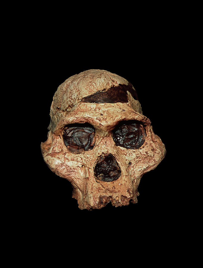Hominid Skull Photograph by Sinclair Stammers/science Photo Library