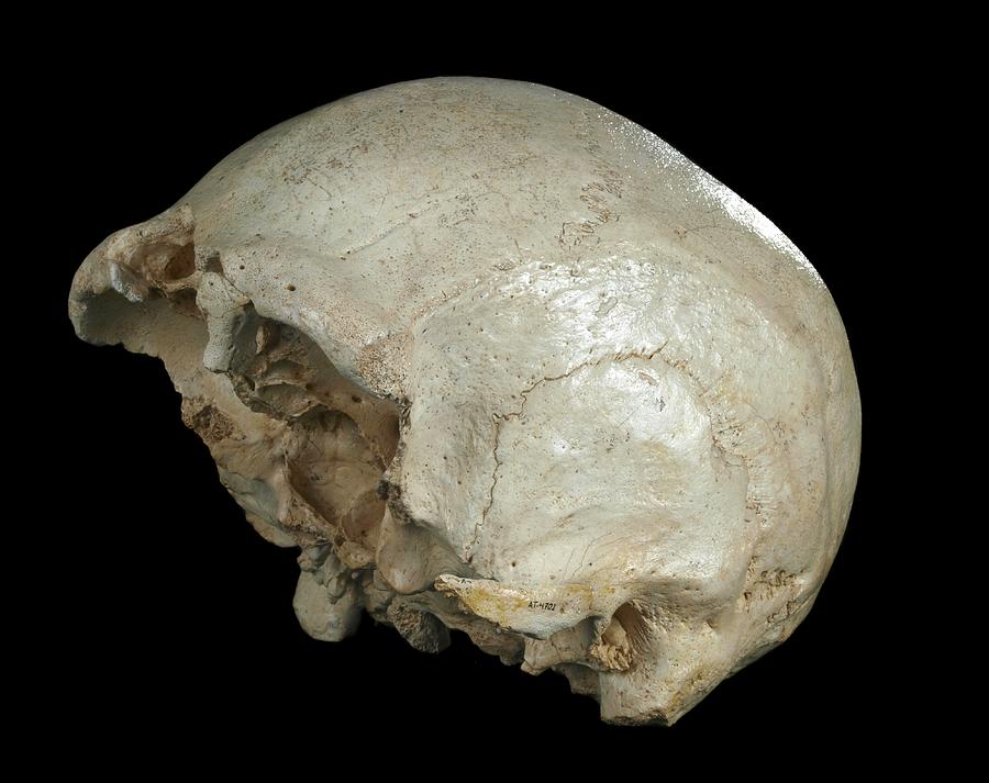 Skull Photograph - Hominin Skull From Sima De Los Huesos by Javier Trueba/msf