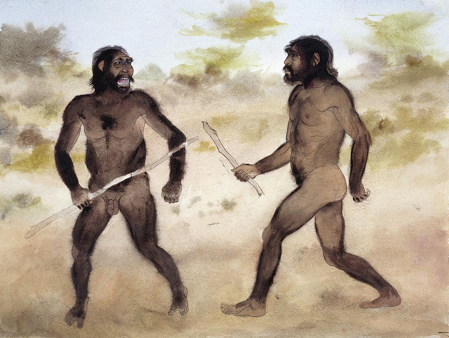 Homo Erectus Attacking Paranthropus Photograph by Natural History Museum, London/science Photo Library