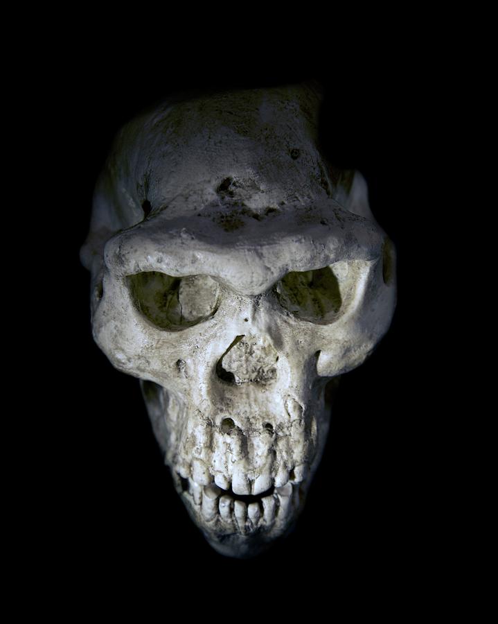 Homo Erectus Skull Photograph by Sinclair Stammers/science Photo Library