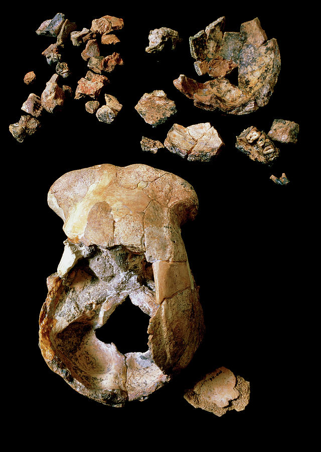 Homo Erectus Skulls Photograph by John Reader/science Photo Library