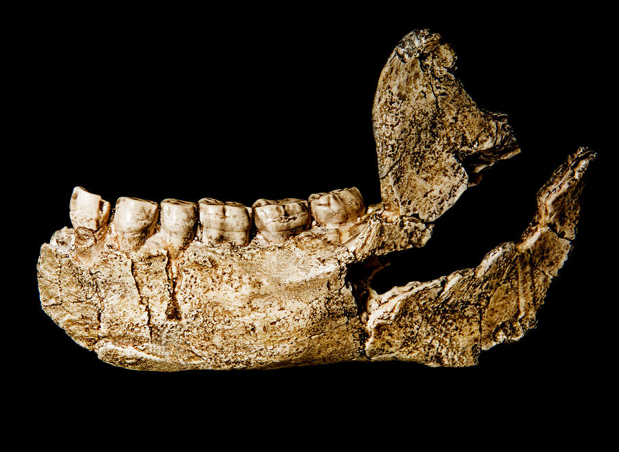 Homo Ergaster, Lower Jaw Fossil Photograph by Millard H. Sharp