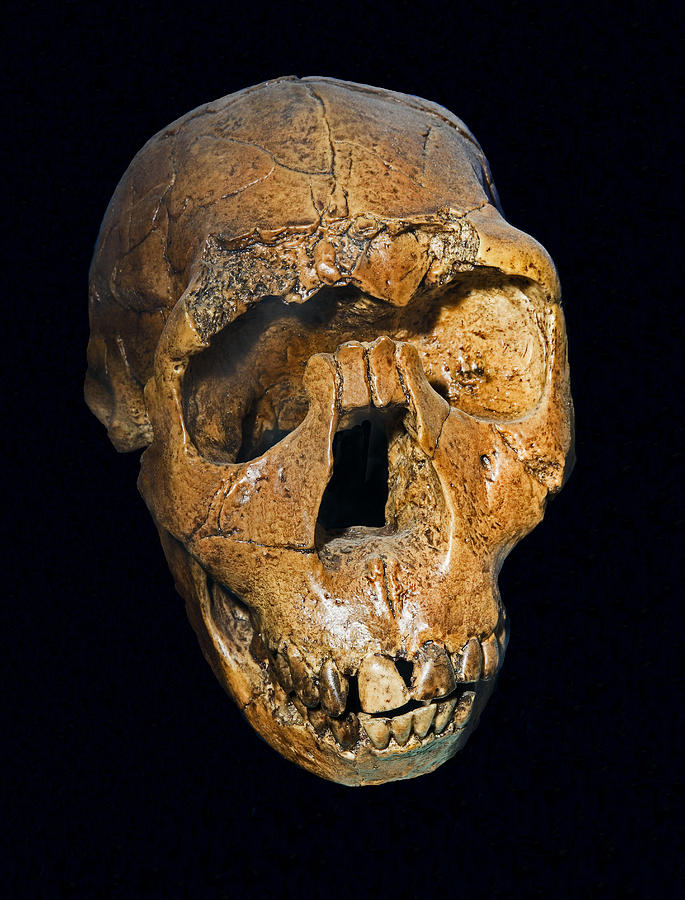 Homo Ergaster Nariokotome Boy Skull Photograph by Millard H. Sharp