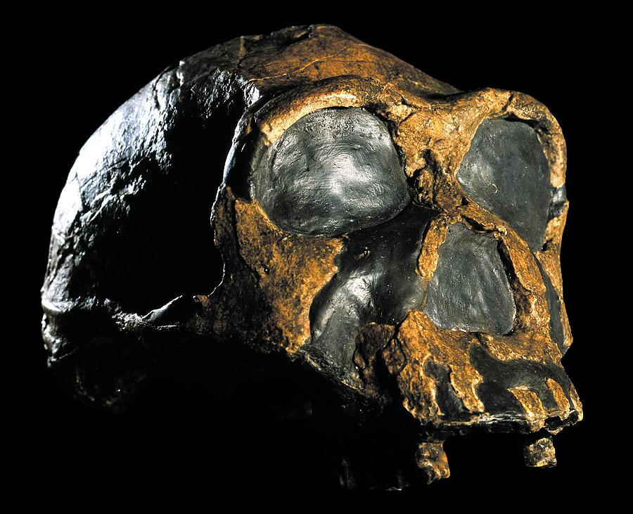 Paleolithic Photograph - Homo ergaster skull (KNM-ER 3733) by Science Photo Library