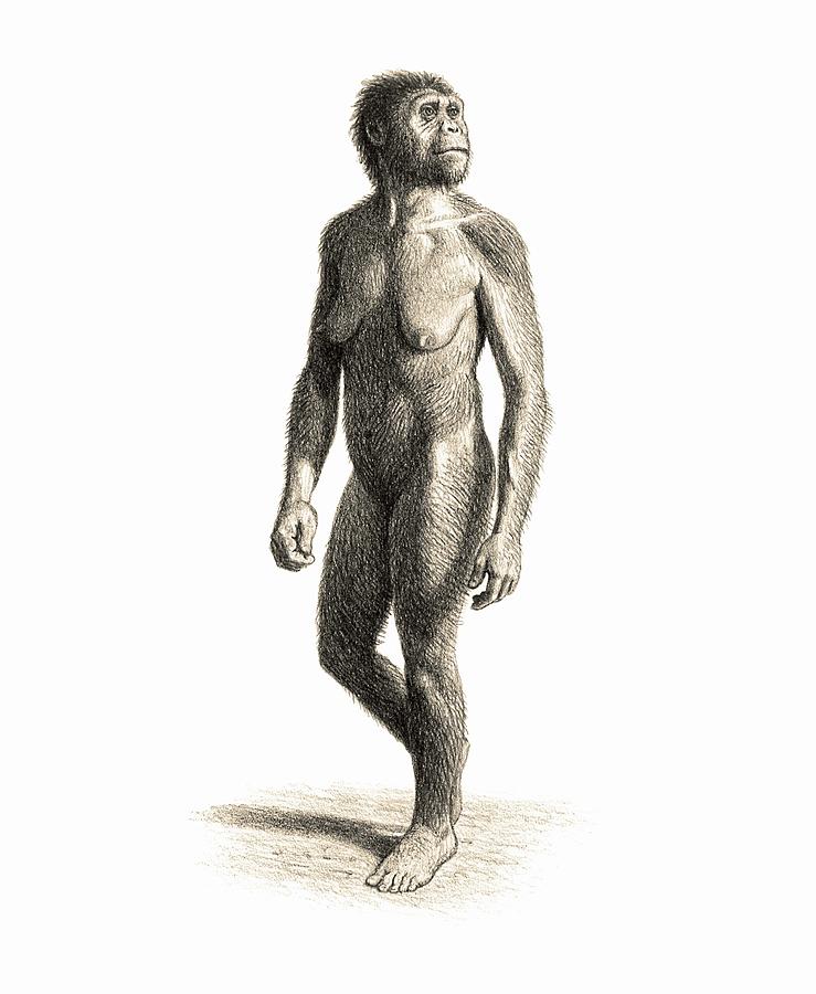 Prehistoric Photograph - Homo Habilis Female by Mauricio Anton/science Photo Library