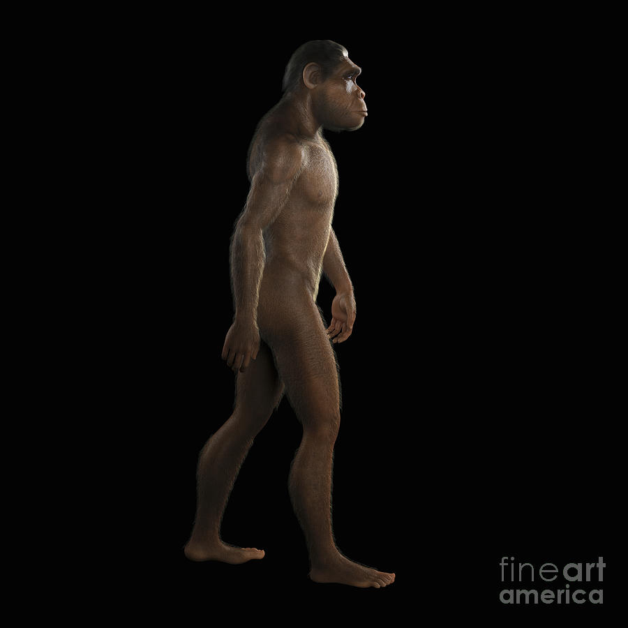 Homo Habilis Photograph by Science Picture Co