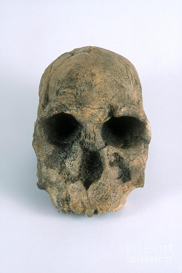 Homo Habilis Skull Photograph by Barbara Strnadova