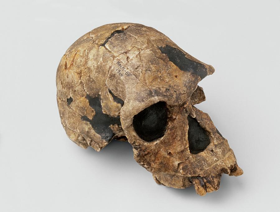 Development Photograph - Homo Habilis Skull by Dorling Kindersley/uig Development Photograph - Homo Habilis Skull by Dorling Kindersley/uig