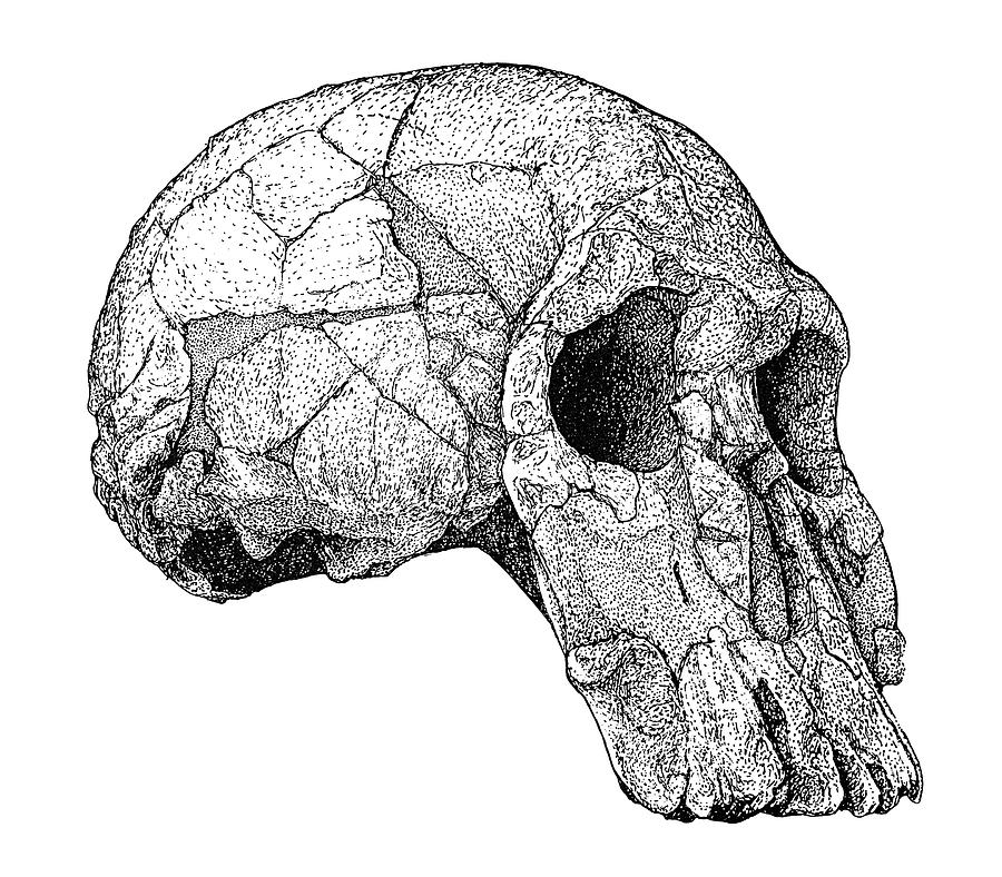 Homo Habilis Skull Drawing by Granger