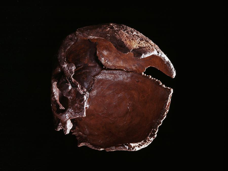 Homo Neanderthalensis Skull Photograph by Natural History Museum, London/science Photo Library