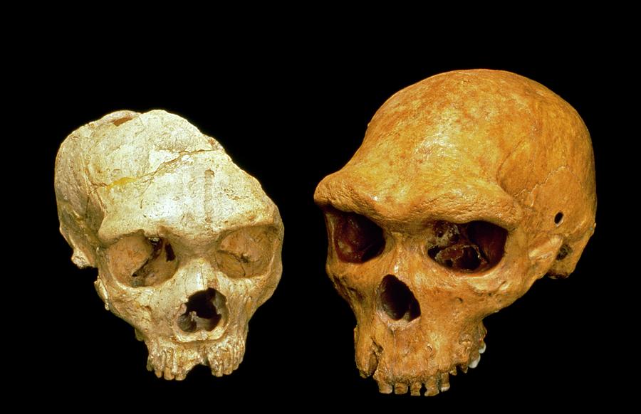 Homo Sp. Skulls Photograph by Natural History Museum, London/science Photo Library