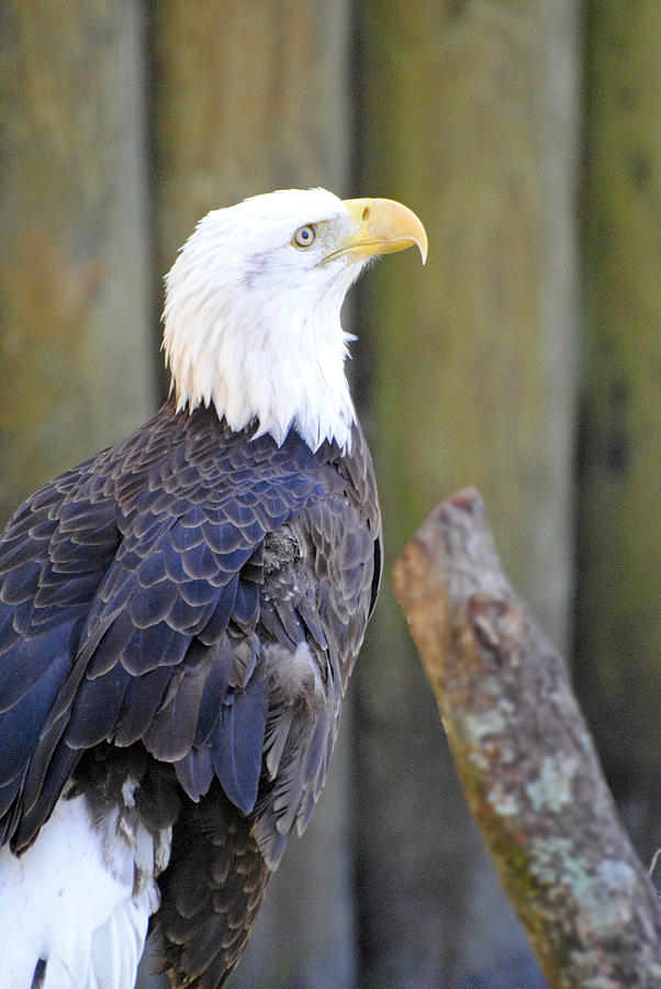 Homosassa Springs Bald Eagle Photograph by JustJeffAz Photography