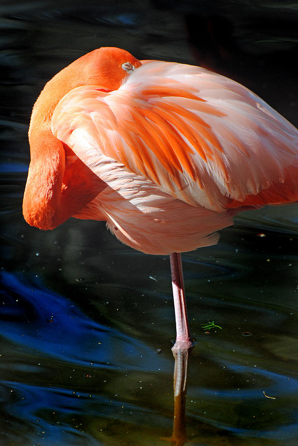 Homosassa Springs Flamingos 7 Photograph by JustJeffAz Photography