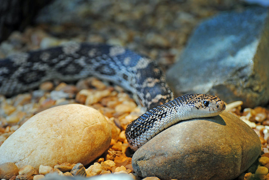 Homosassa Springs Snake Photograph by JustJeffAz Photography