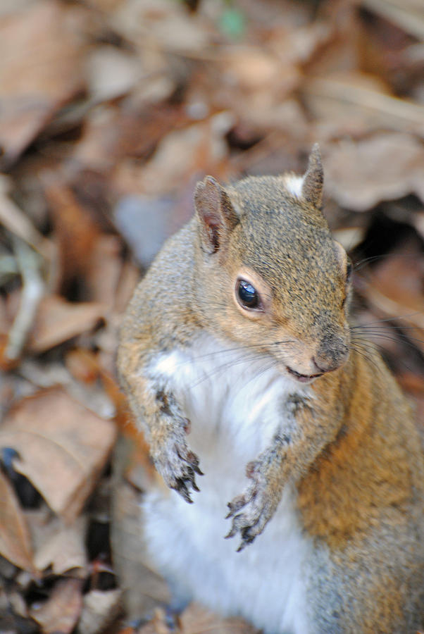 Homosassa Springs Squirrel 2 Photograph by JustJeffAz Photography